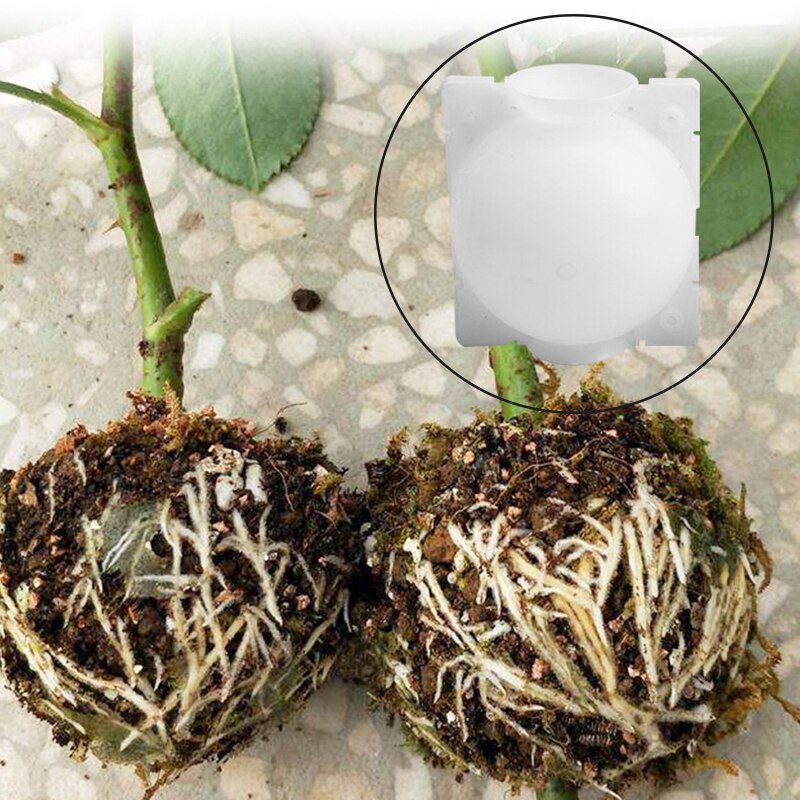 Plant Root Growing Box (5pcs)